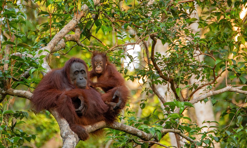 Il fiore perduto del Borneo