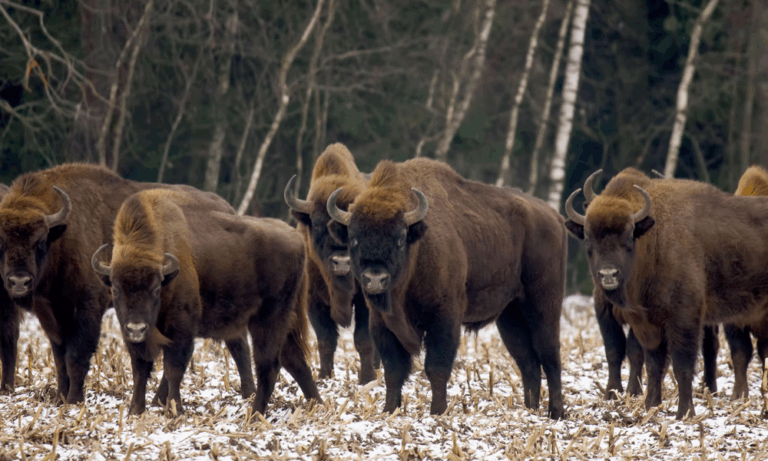 Bisonte europeo