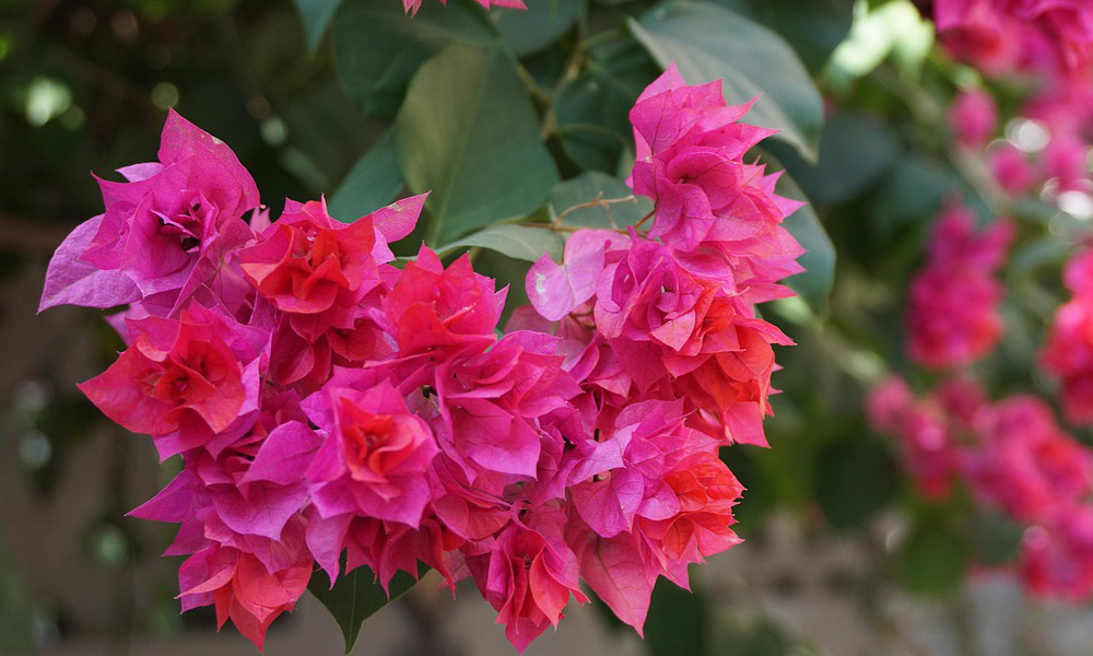 Bouganvillea in piena fioritura estiva, con brattee color fucsia su sfondo di foglie verdi