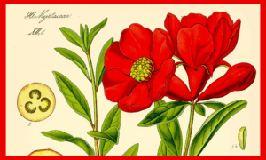 Illustrazione botanica d’epoca: una selezione elegante delle tavole di Otto Wilhelm Thomé, con dettagli floreali finemente disegnati su sfondo chiaro
