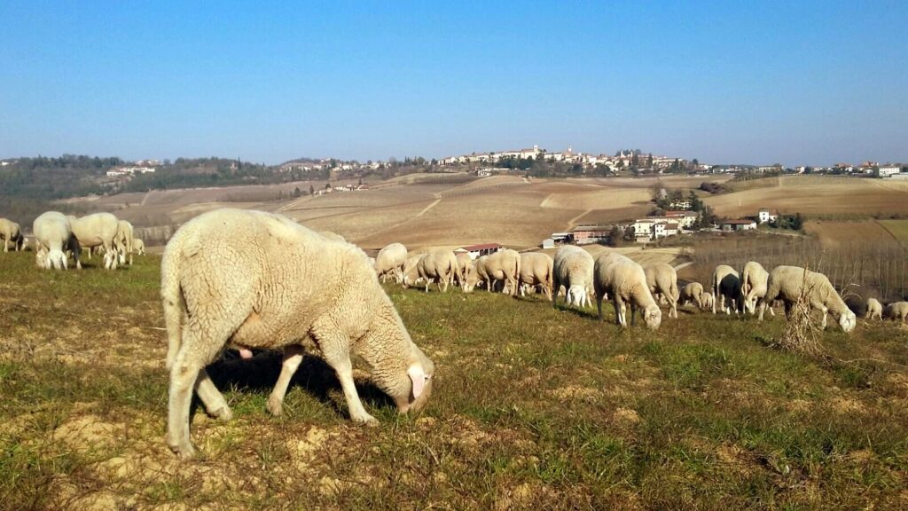 Gregge di pecore in Monferrato - Archivio Filari