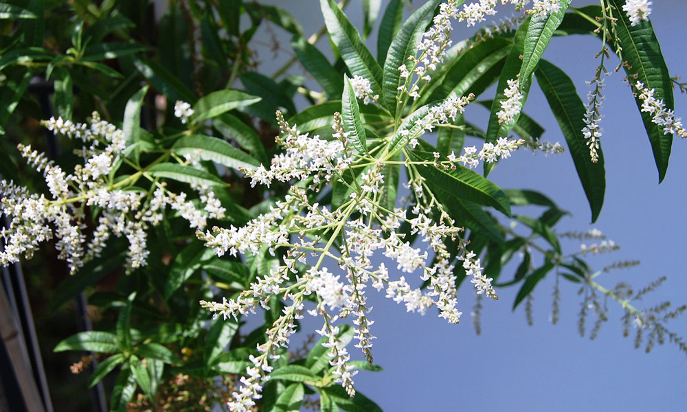 Aloysia citriodora Palau