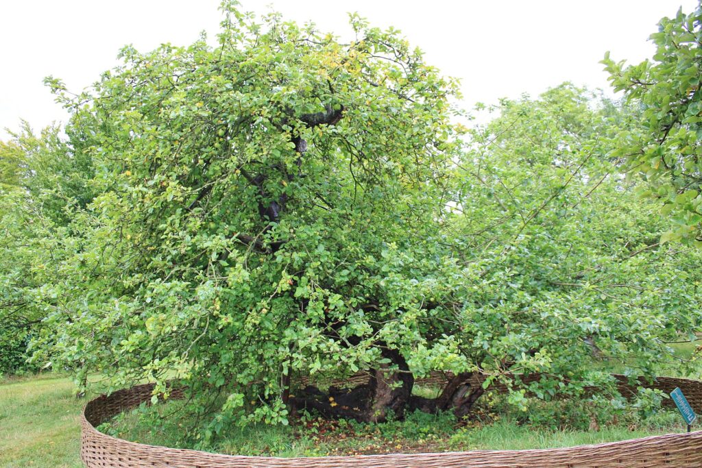 Apfelbaum im Garten von Woolsthorp Manor, dem Geburtshaus Sir Isaac Newtons