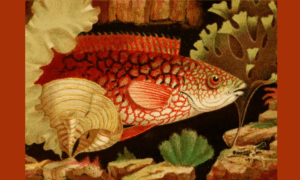 “The Ancient Wrasse”, a detail from the frontispiece to The Aquarium (1856, 2nd edition)