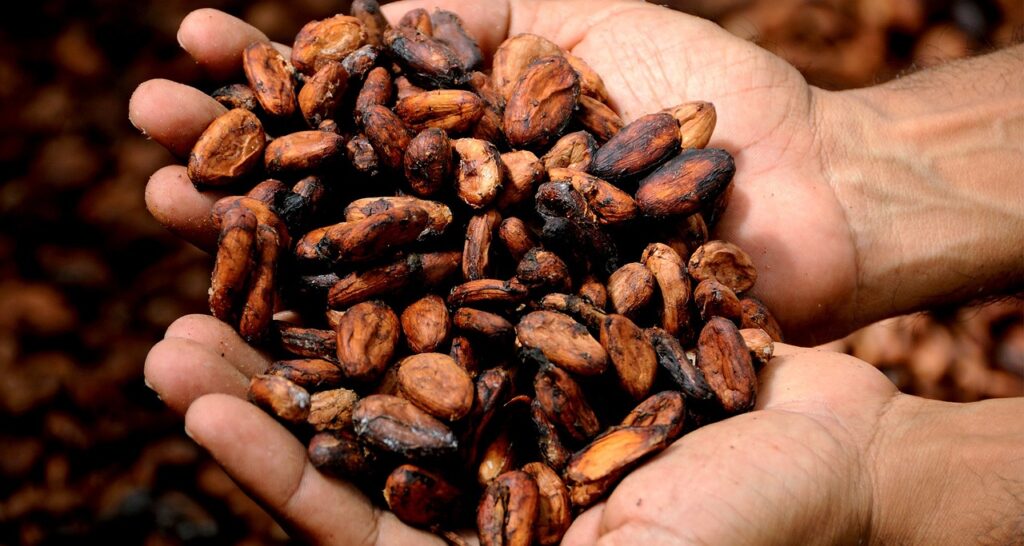 Lavorazione del cacao