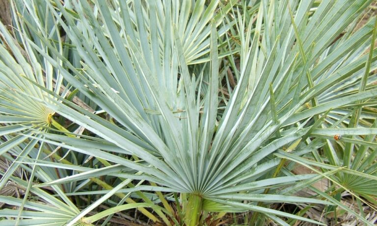 Le palme da interno, esotiche soluzioni