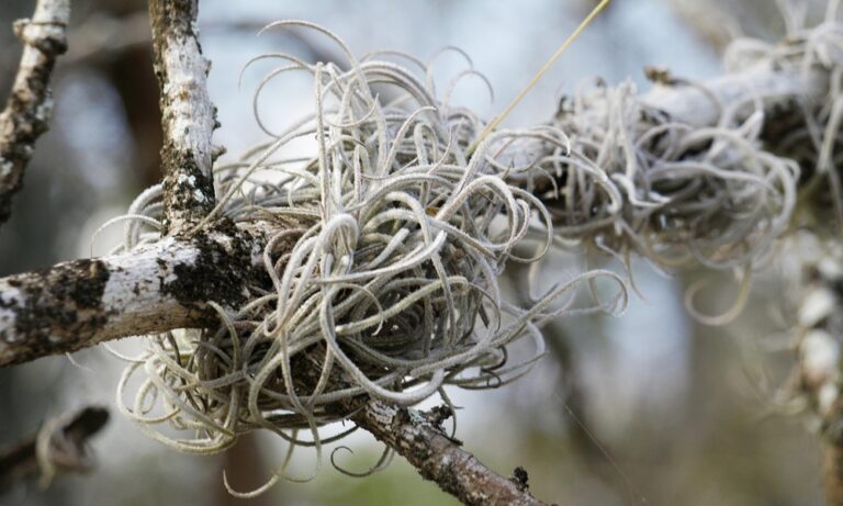 Le piante che vivono d’aria: le Tillandsie